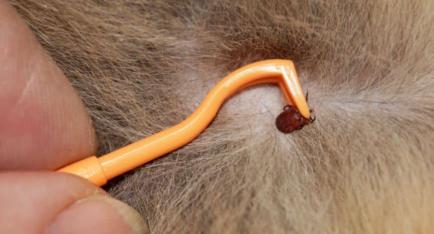 Cómo quitar una garrapata a un perro: guía completa
